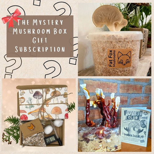 Live mushroom kit