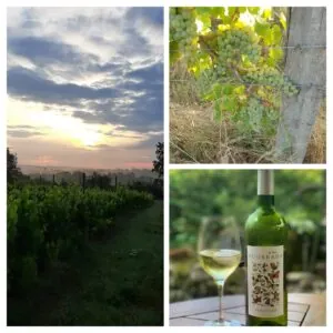 Adopt-a-vine