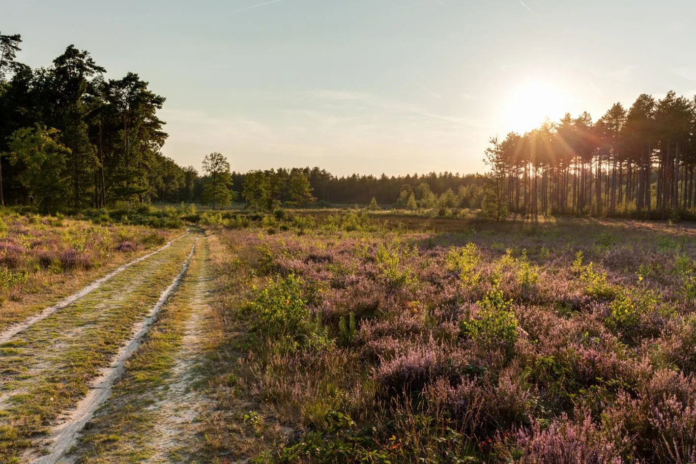 Averbode heath path