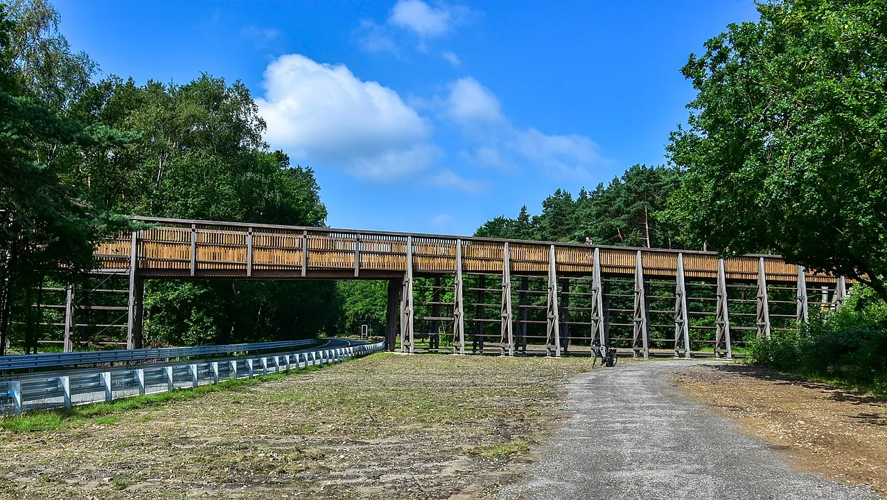 The Fietsen door de Heide elevated cycle bridge crossing 700 ha of purple heath in Mechelse Heide.