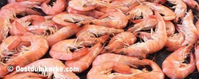 Oostduinkerke horseback shrimp fishers — UNESCO Intangible Heritage