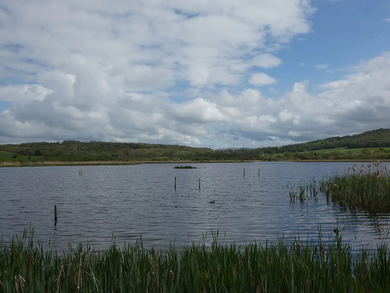 RSPB Leighton Moss — north-west England's largest reedbed.