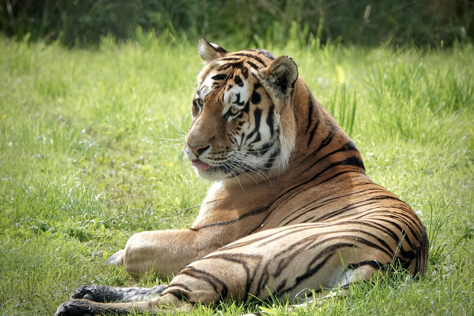 Knowsley Safari Park — lions and savannah