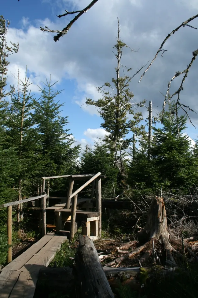 Lotharpfad boardwalk through the windthrow of Cyclone Lothar