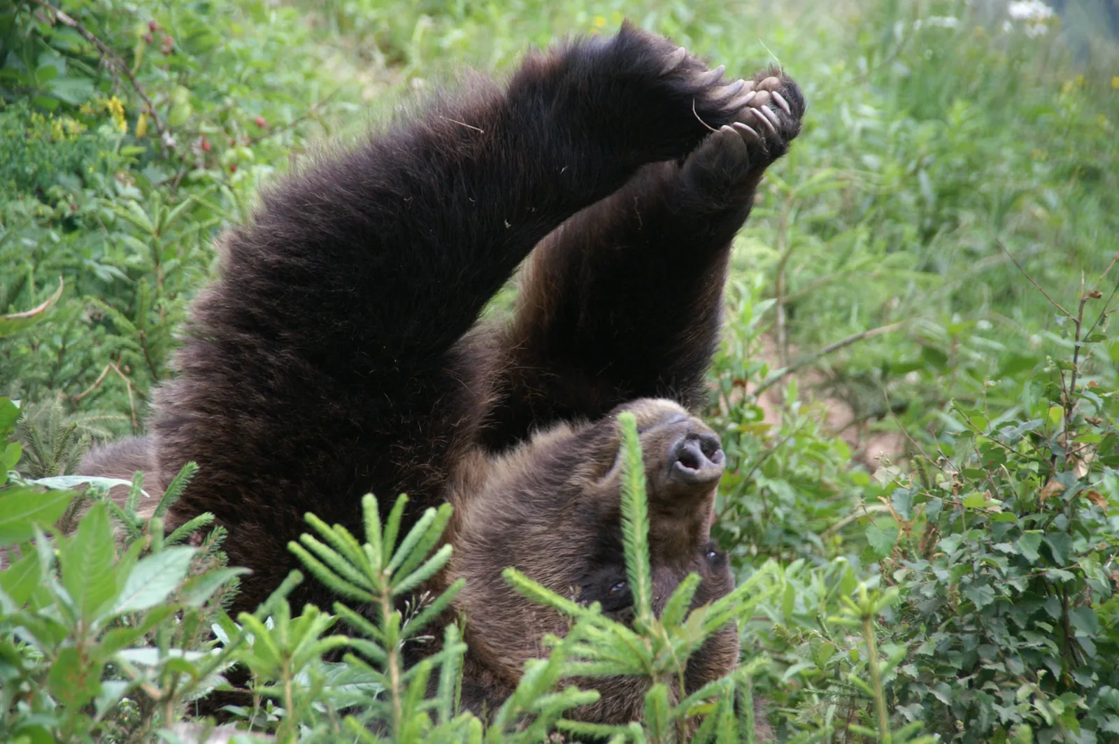 Alternativer Wolf- und Bärenpark Schwarzwald — rescued brown bears in forest enclosures
