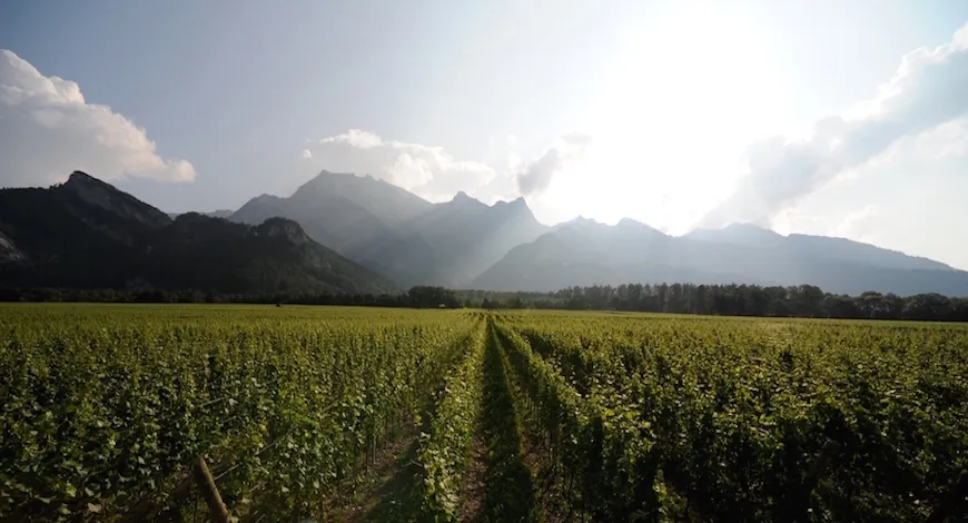Swiss Fine Wine Trail through the Bündner Herrschaft