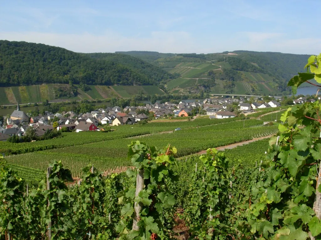 Neumagen-Dhron vineyards and Mosel bend