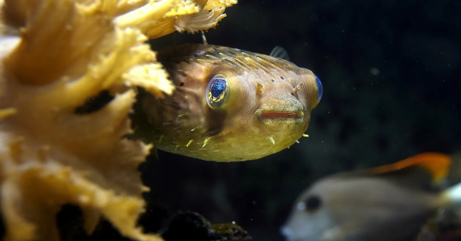 Grand Aquarium de Saint-Malo