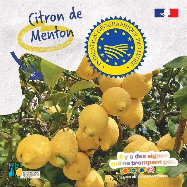Citron de Menton IGP — the protected Menton lemon