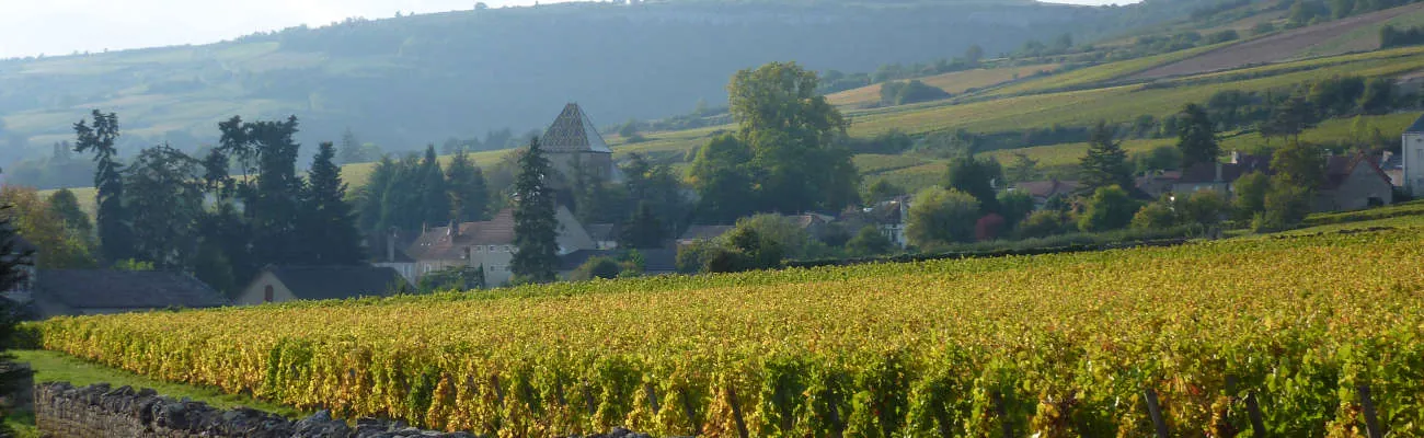 Santenay vineyards