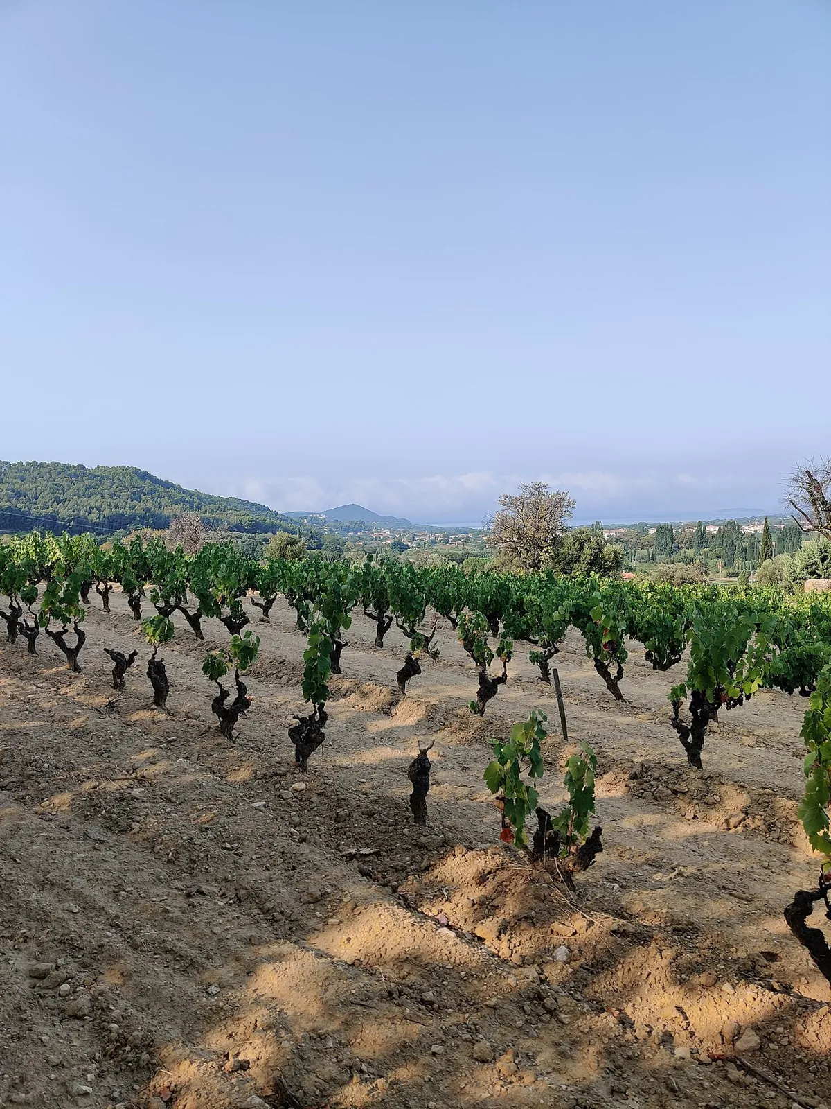 Bandol-AOC vineyards along the Saint-Cyr–Bandol road, the immediate landscape around La Maison du Castellet.