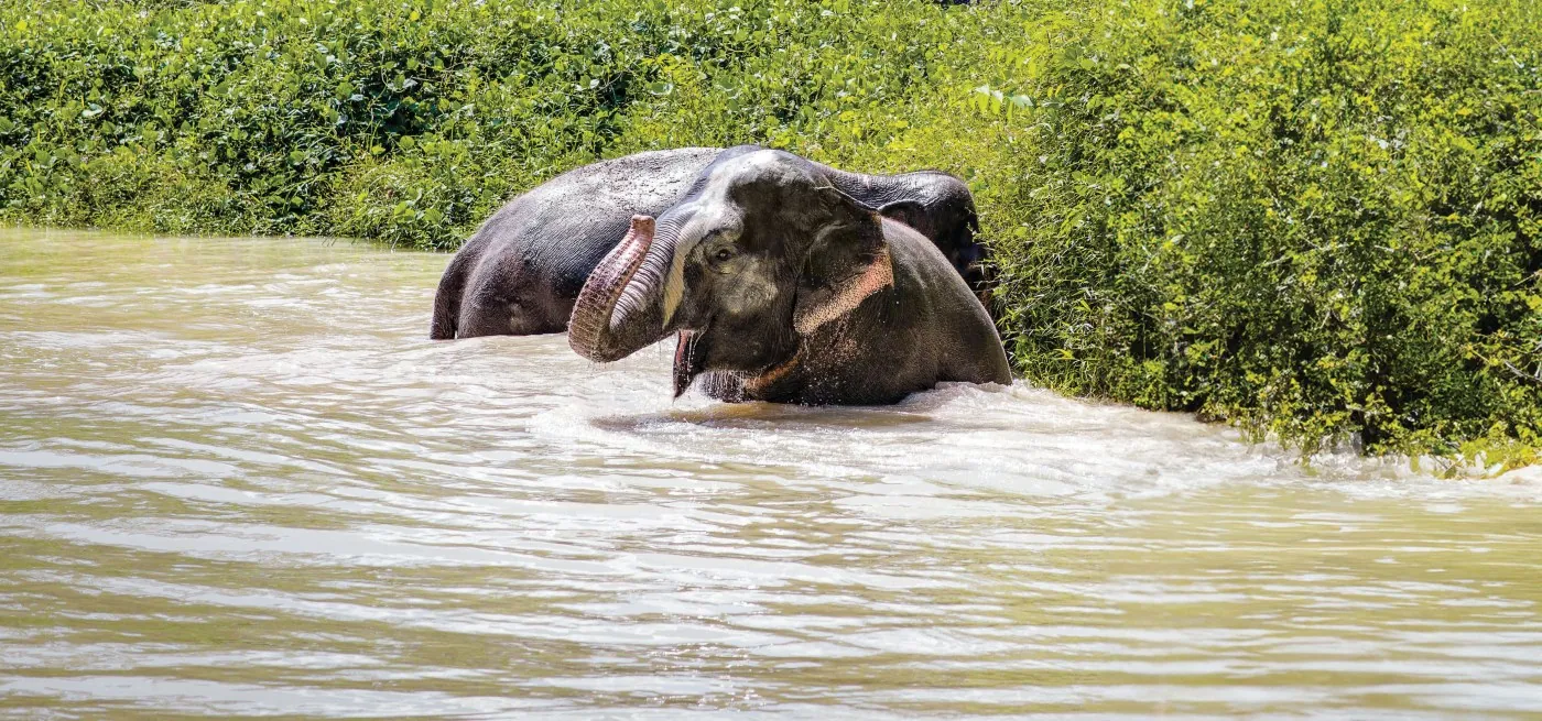 Phuket Elephant Sanctuary