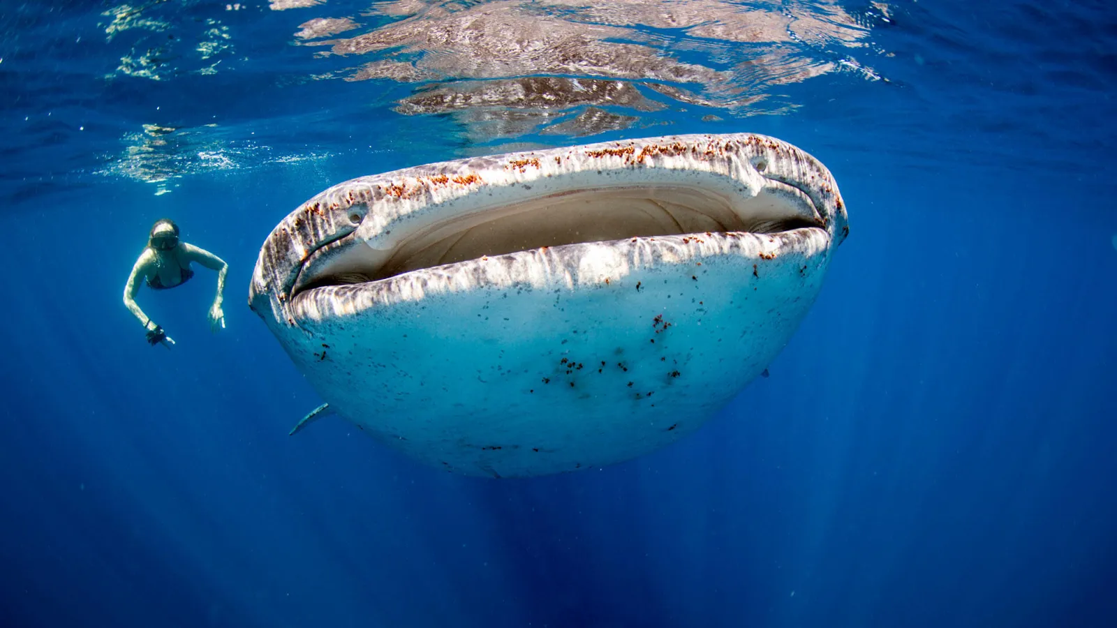 Whale shark at Richelieu Rock, Surin Islands, Thailand