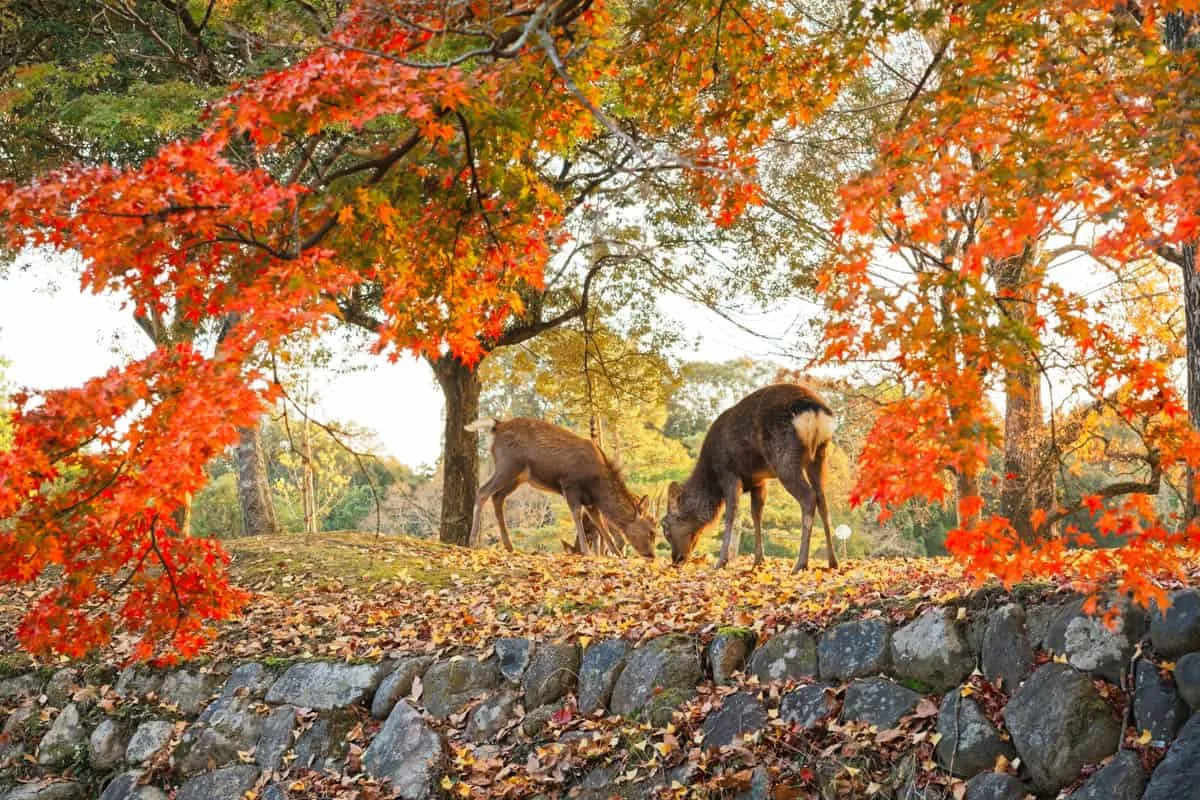 Sika deer at Nara Park