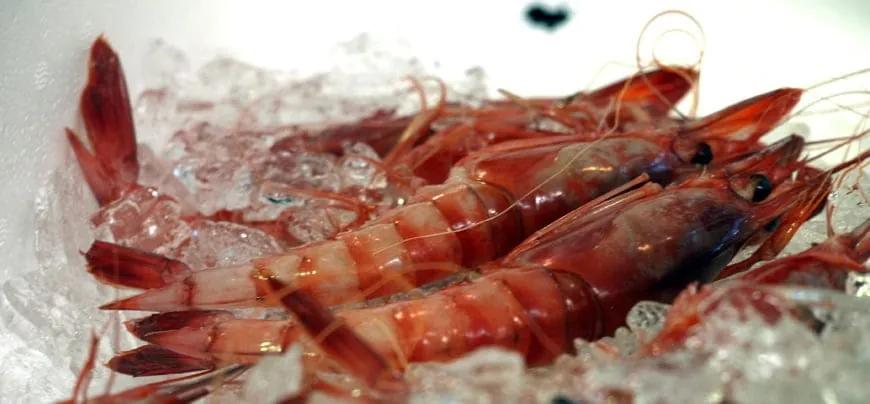 Gamba roja de Dénia — the scarlet deep-sea prawn