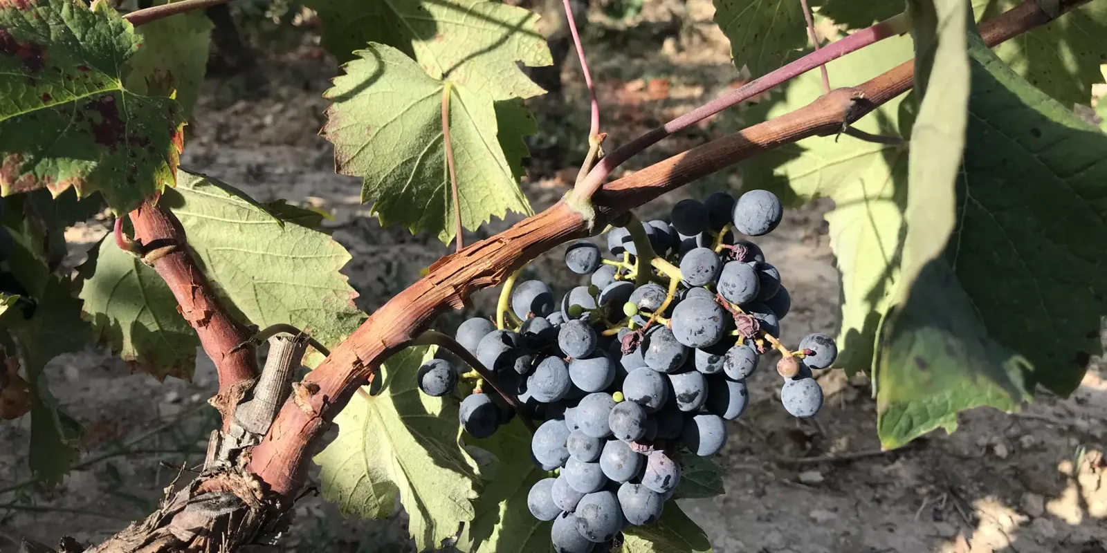 Cassis AOC vineyard at harvest, terraced vines under Cap Canaille cliffs