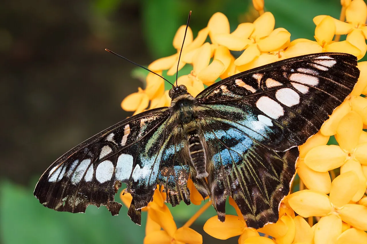 Entopia butterfly farm, Penang