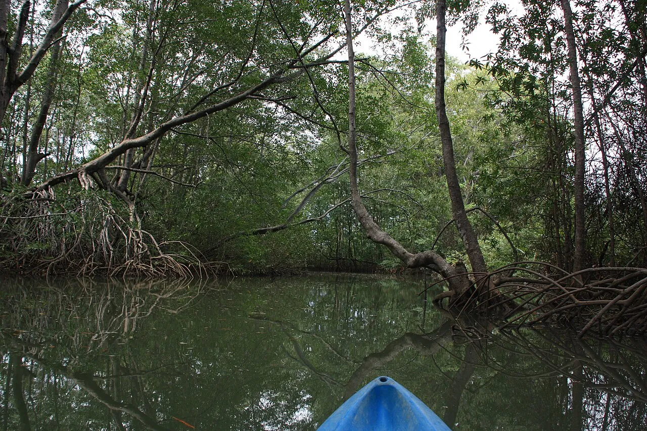 Sea-kayak / mangrove paddle