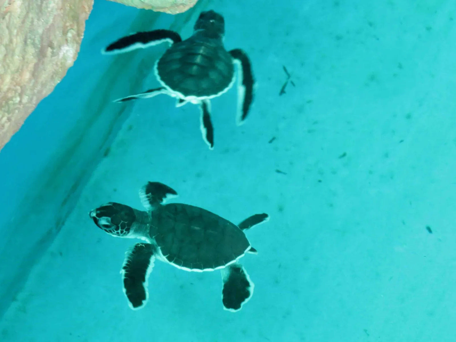 Turtle conservation centre