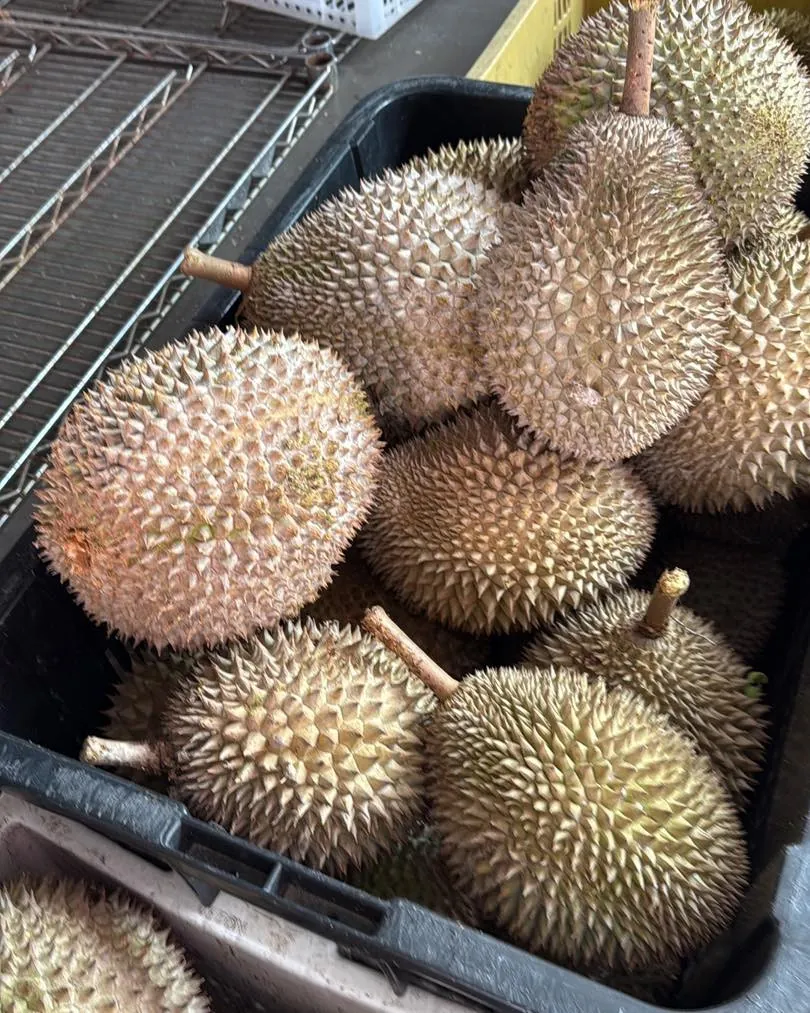 Penang durian