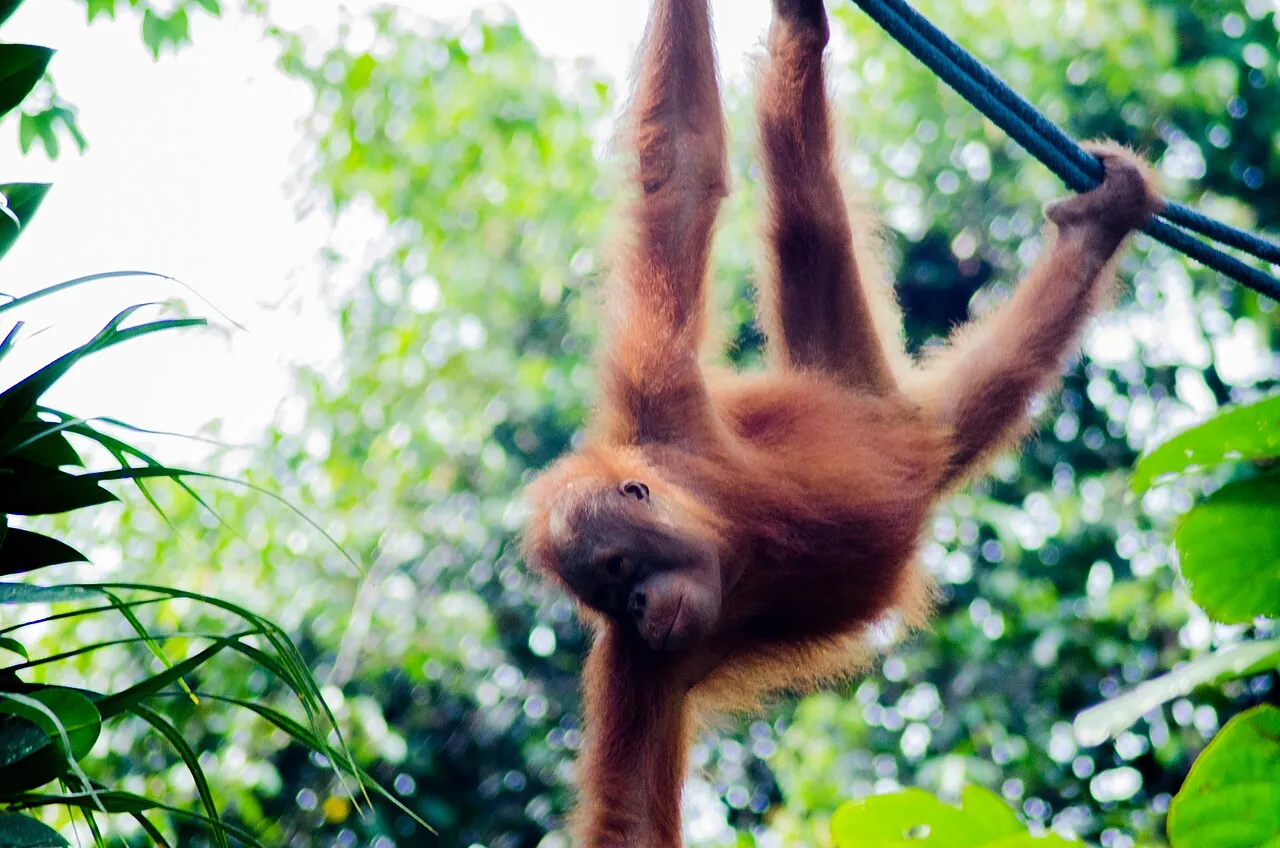 Orangutan at Semenggoh