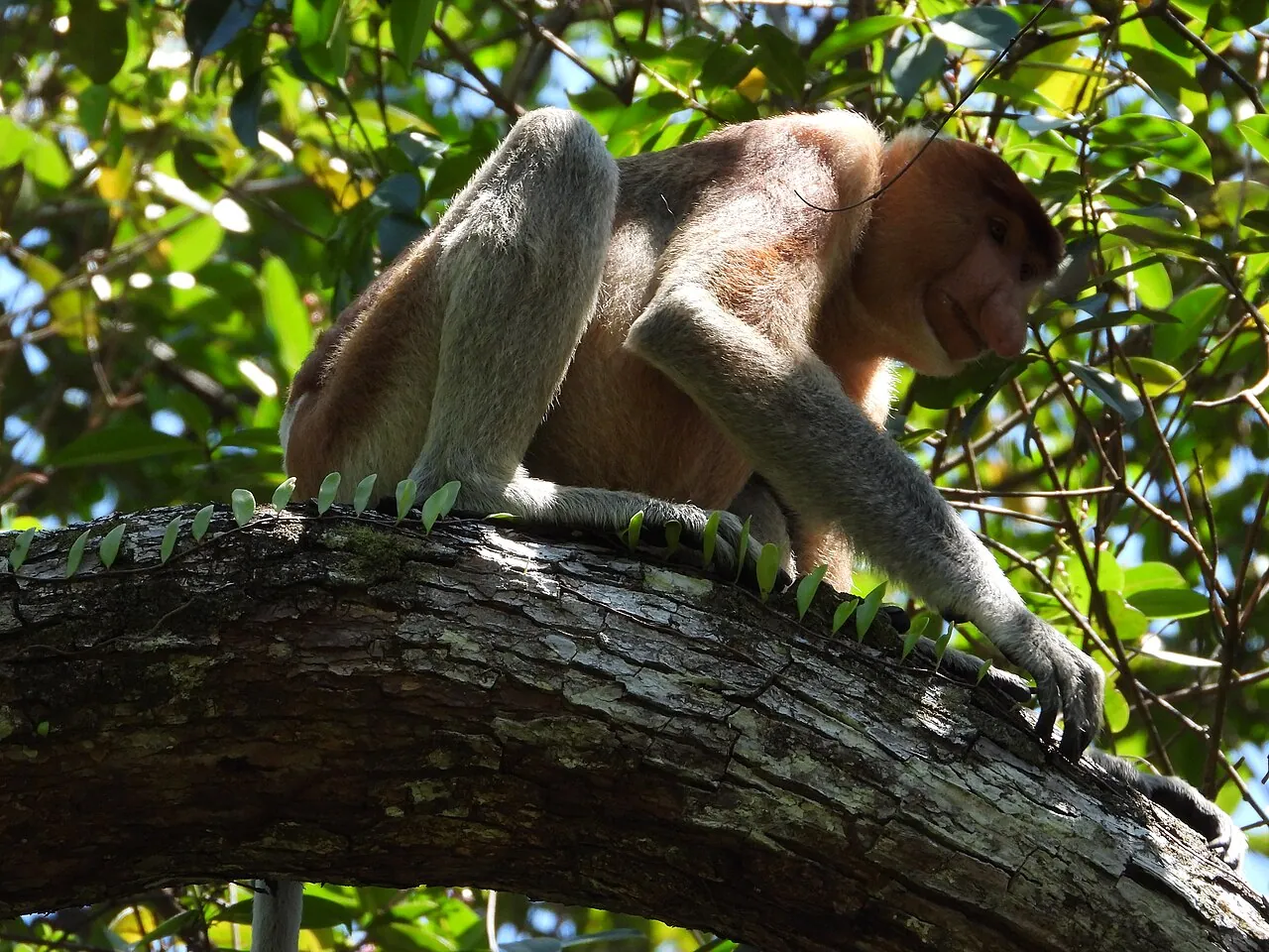 Proboscis monkey at Bako National Park