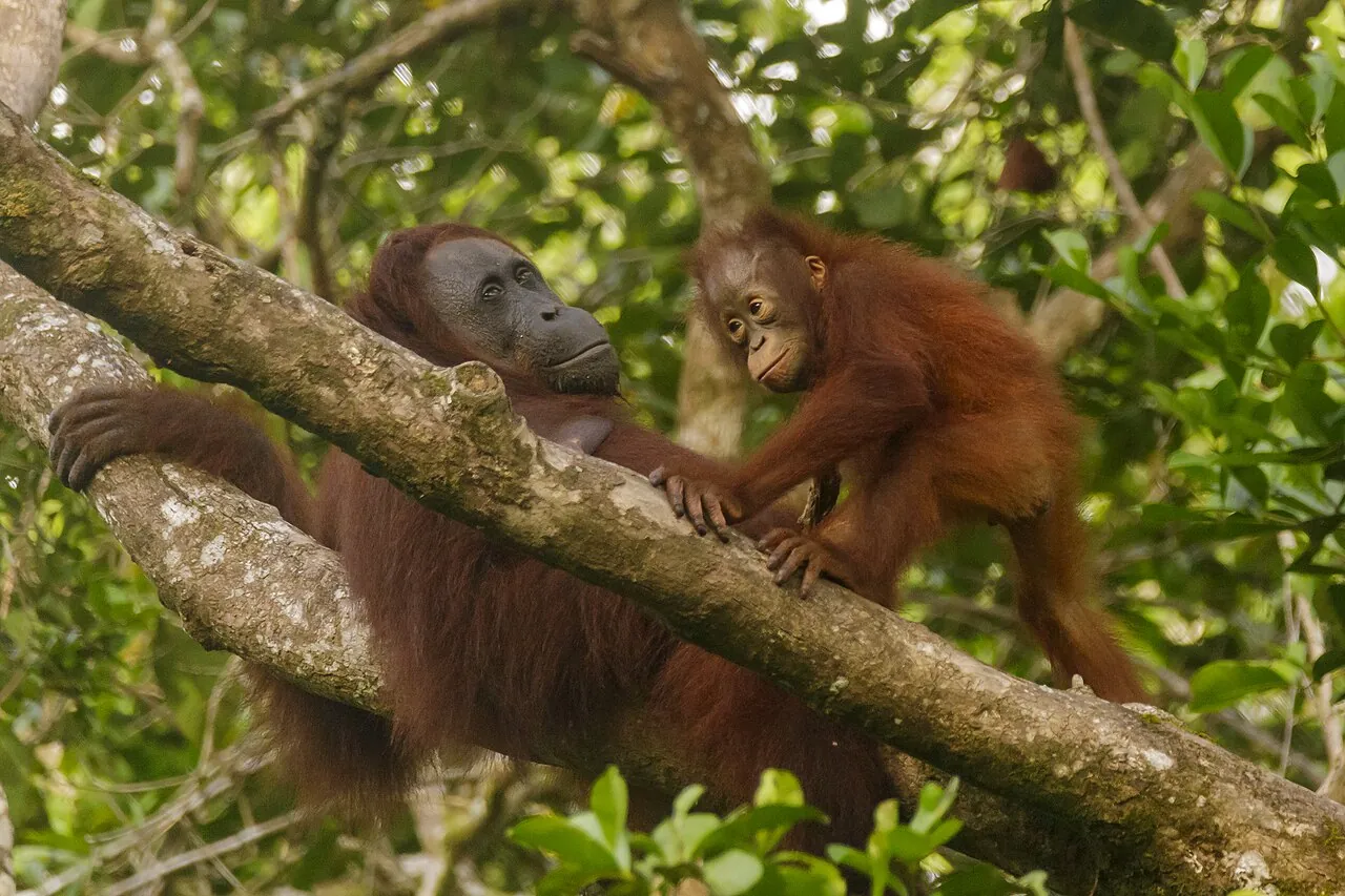 A Bornean orangutan, the great ape seen at Semenggoh