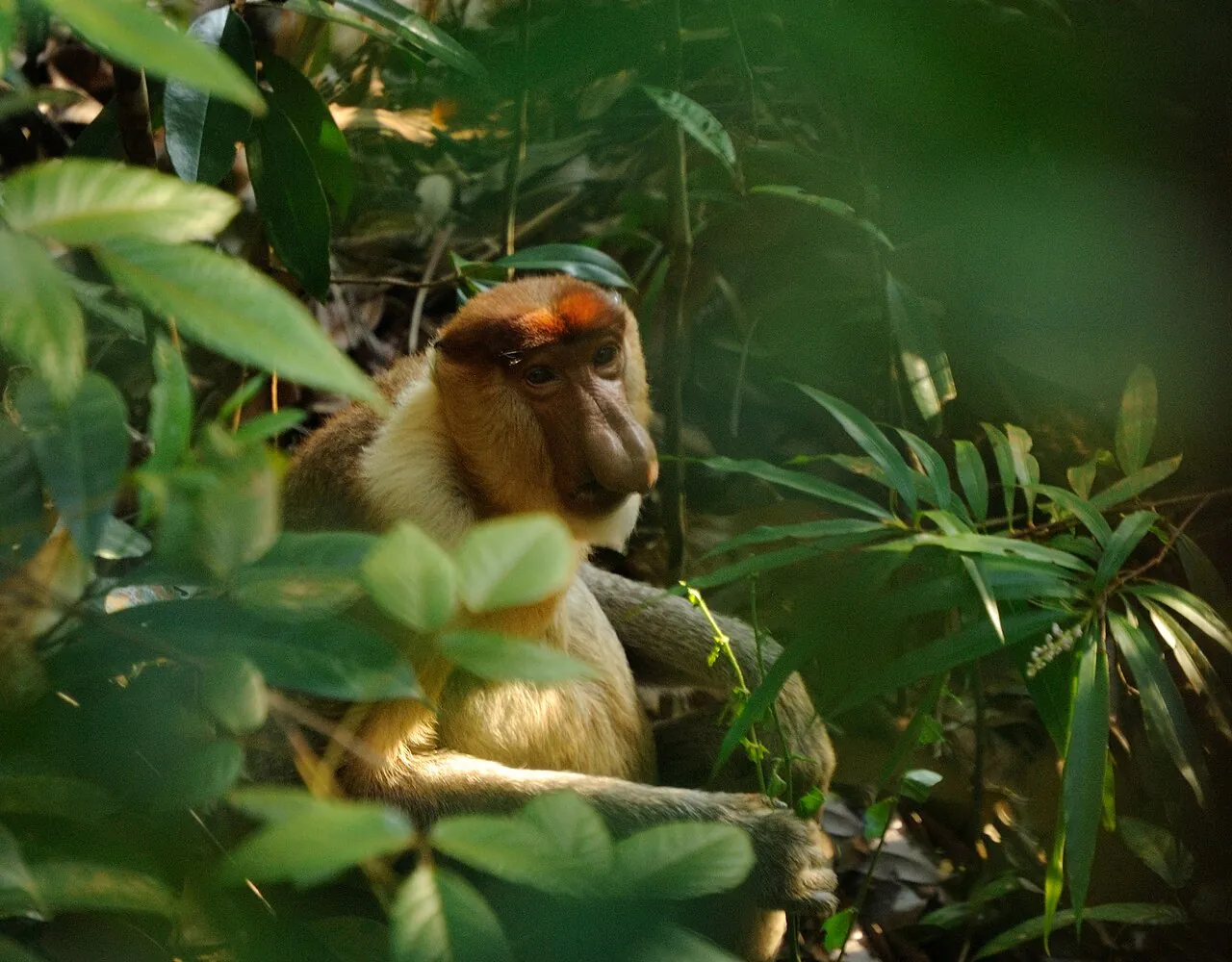 A proboscis monkey in the trees at Bako National Park