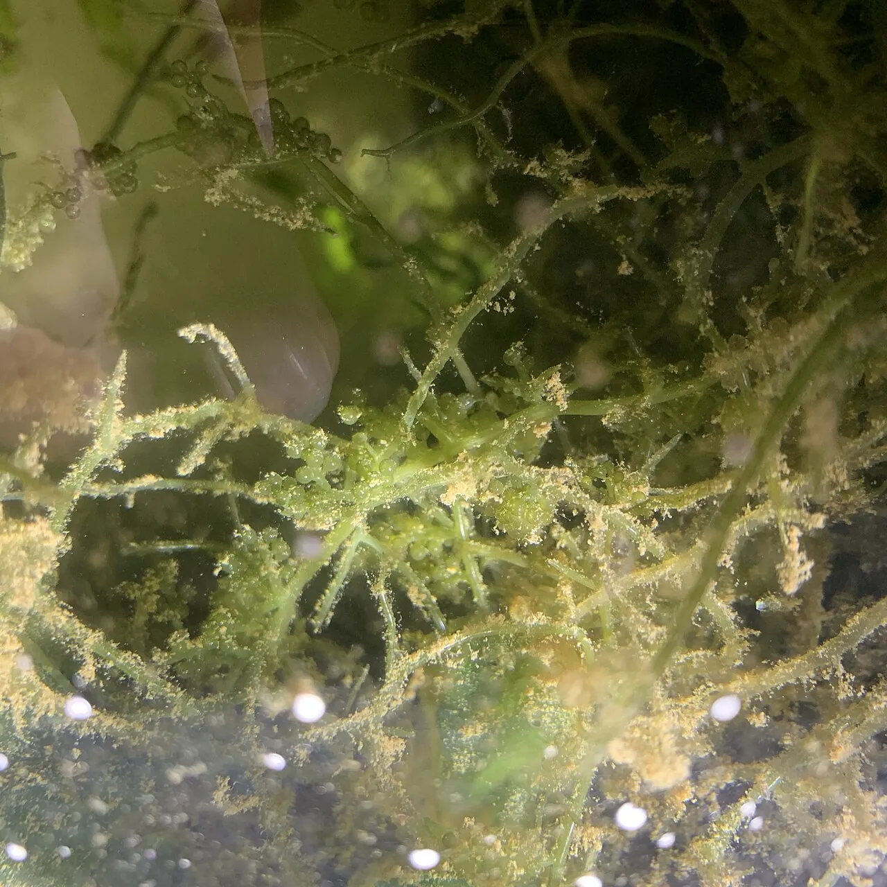 Latok — sea grapes, the 'caviar of the sea' seaweed