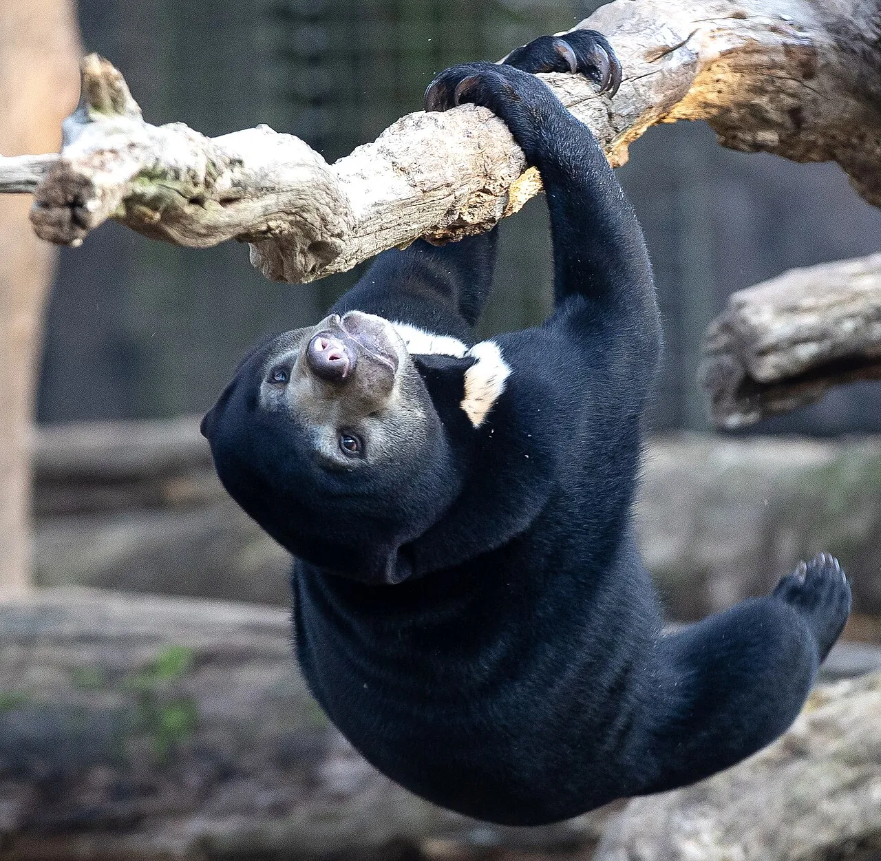 A Bornean sun bear, the world's smallest bear