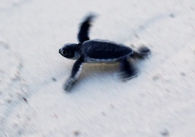 A green turtle hatchling on the sand