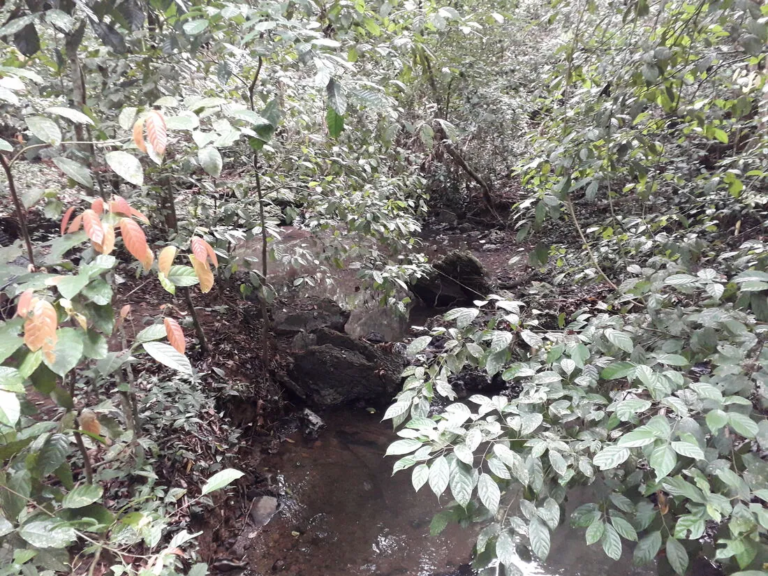 Gomantong Caves, Sabah's largest edible-bird's-nest cave