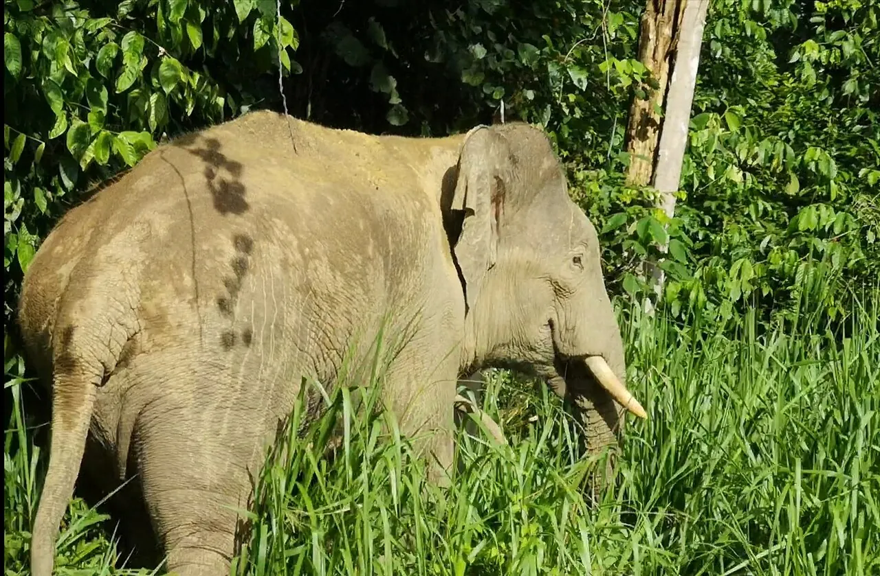 Borneo pygmy elephant