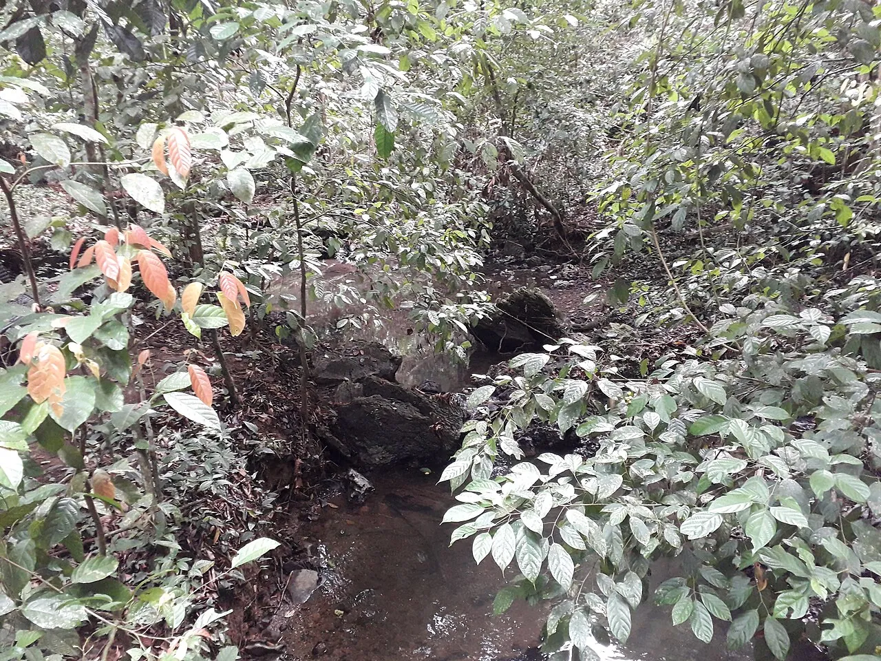 Gomantong Caves