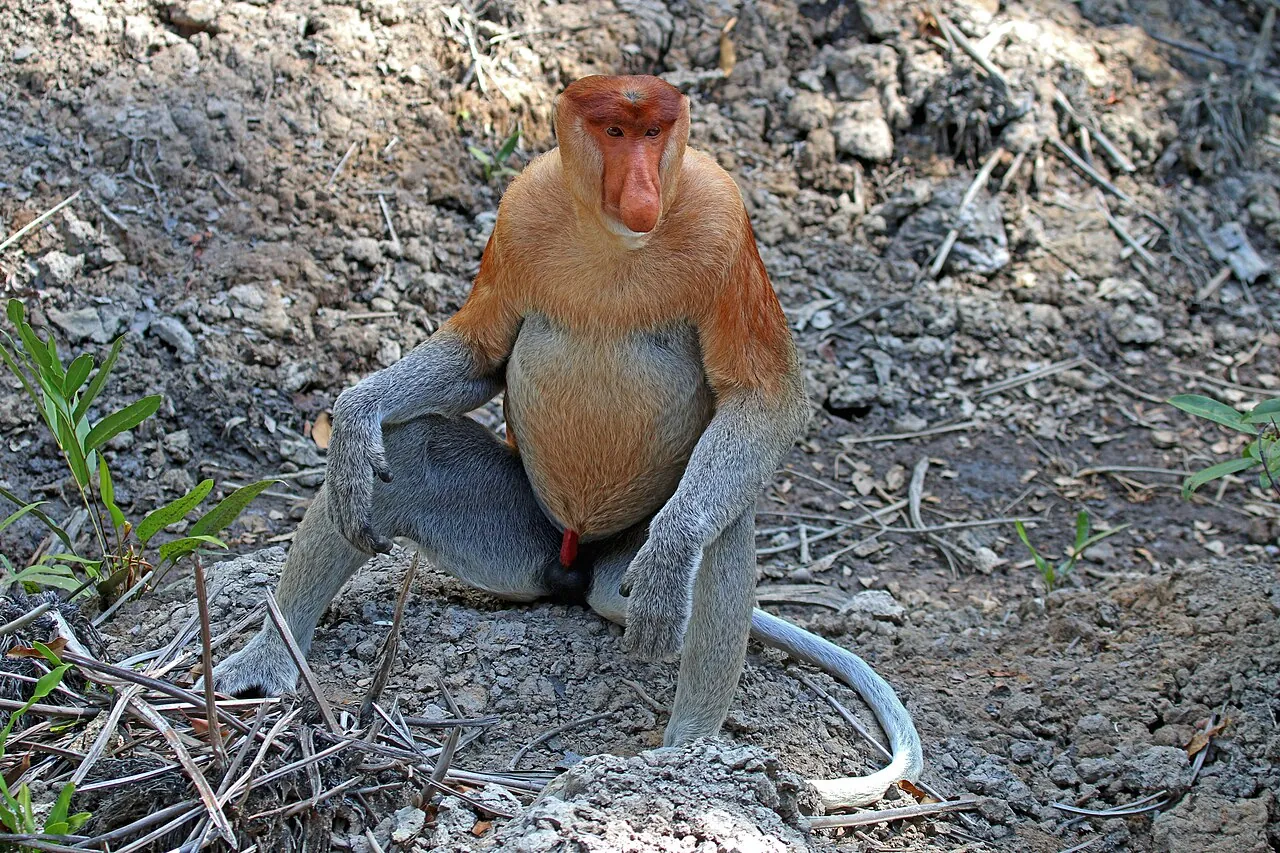 Proboscis monkey, Labuk Bay