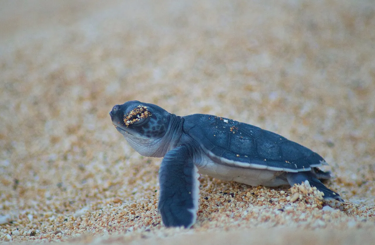 Green turtle hatchling