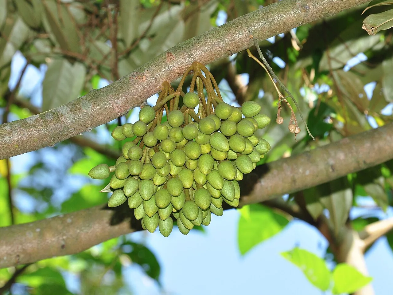 Durian · Mao Shan Wang