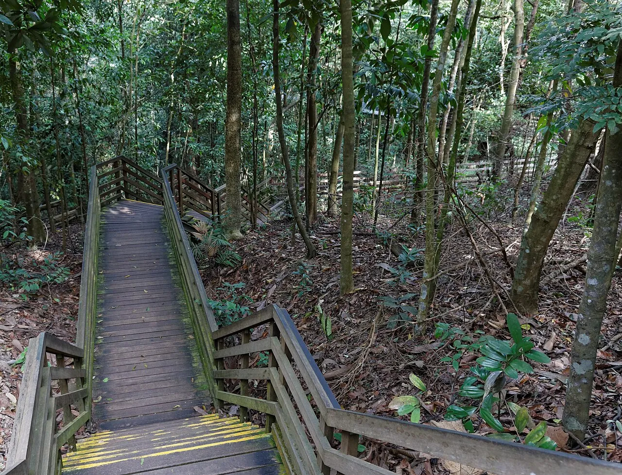 MacRitchie Reservoir and rainforest canopy