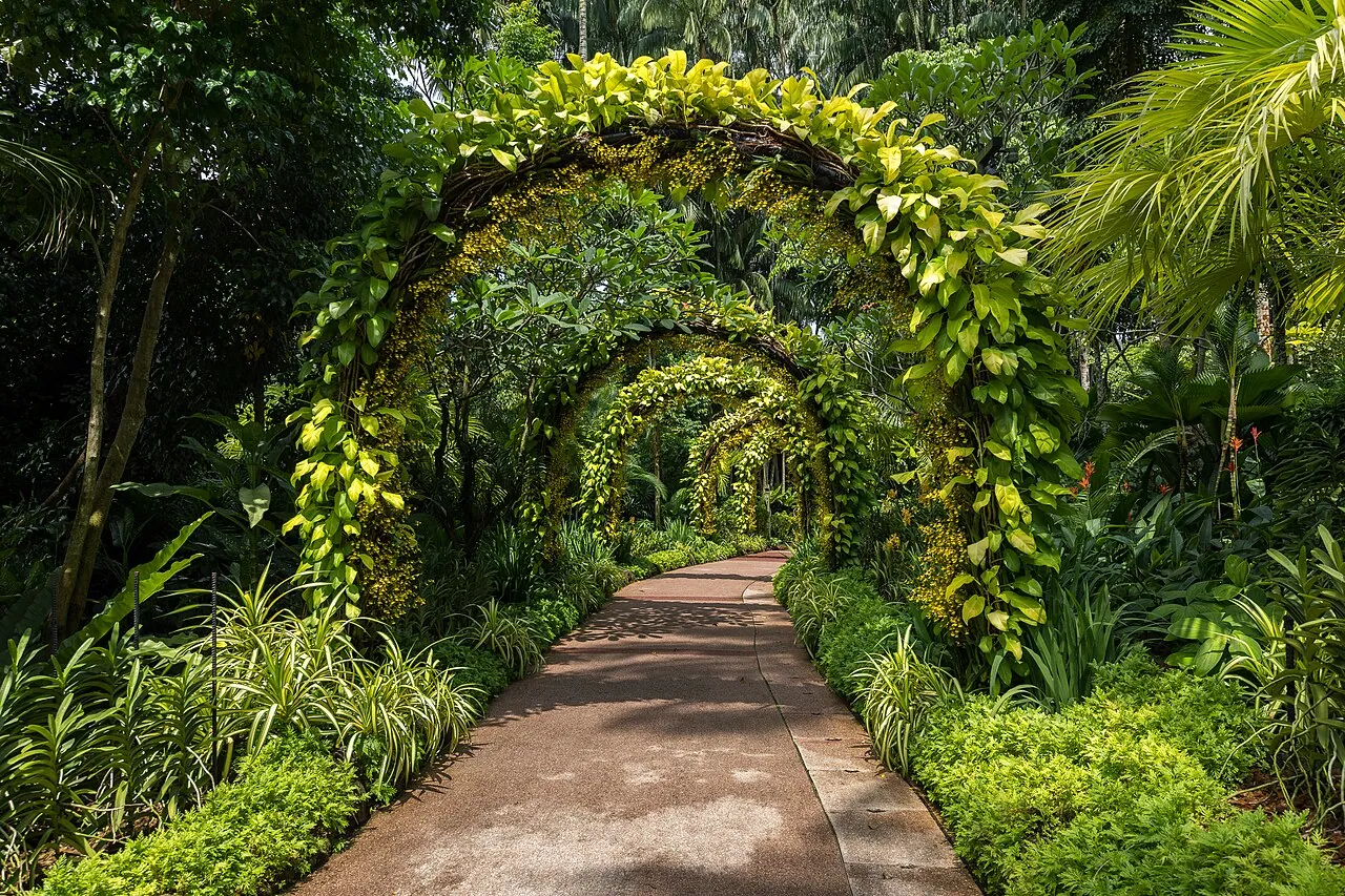 Vivid orchids at the National Orchid Garden