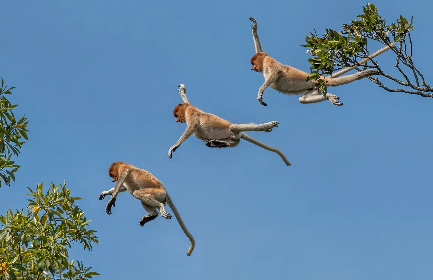Proboscis monkeys leaping, Kinabatangan, Sabah