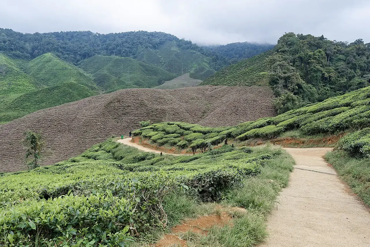 Tea plantation, Cameron Highlands
