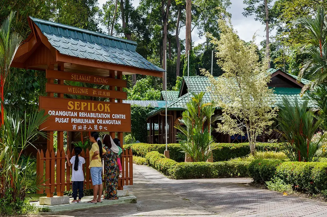 Sepilok orangutan rehabilitation centre, Sandakan