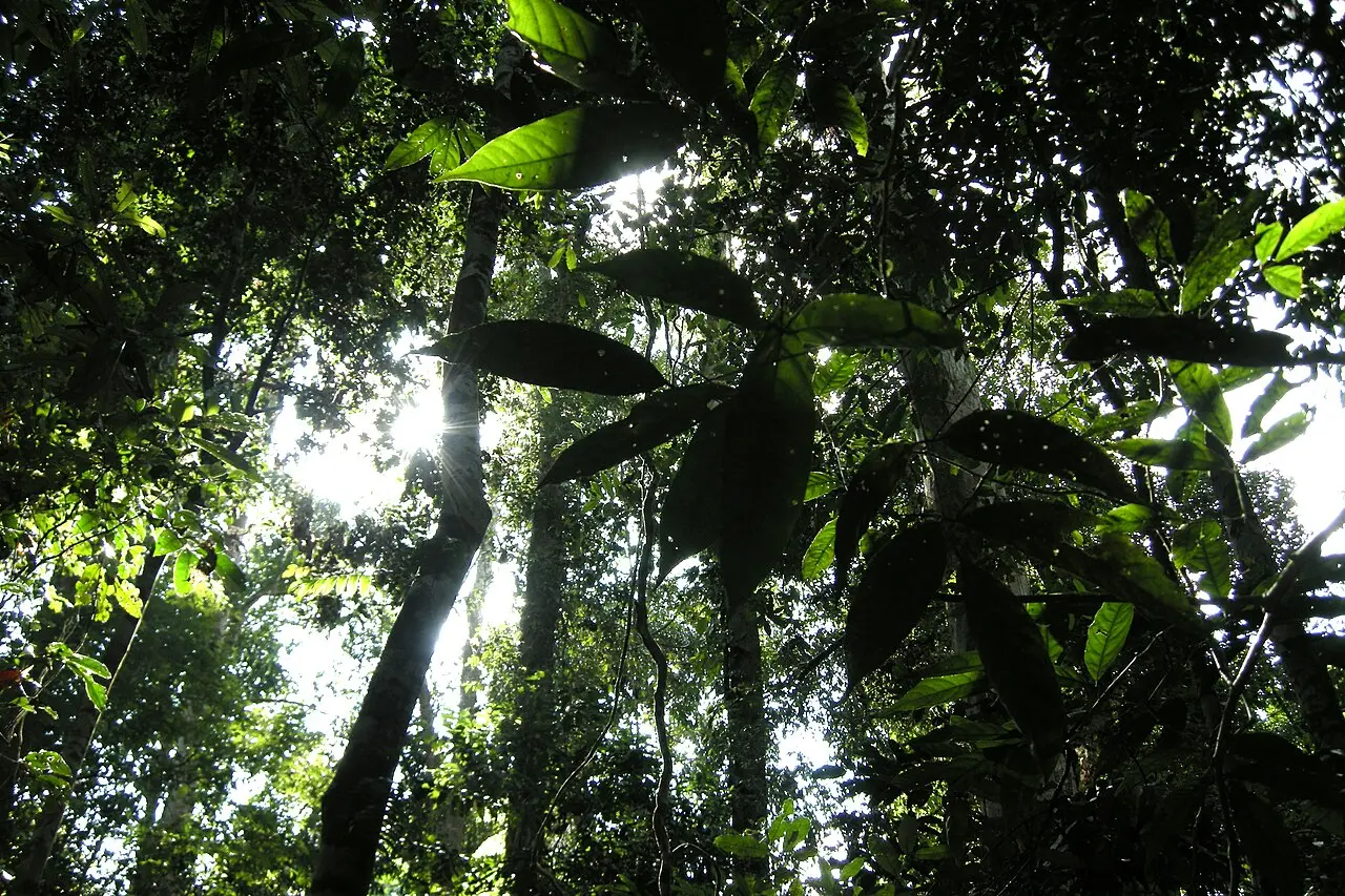Primary rainforest, Taman Negara