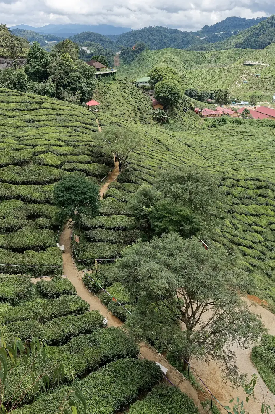 Tea plantation in the Cameron Highlands