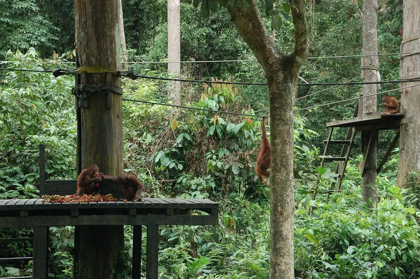 Orangutan at the Sepilok Rehabilitation Centre in Borneo