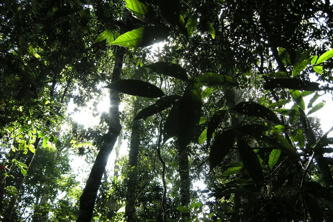 Primary tropical rainforest in Taman Negara