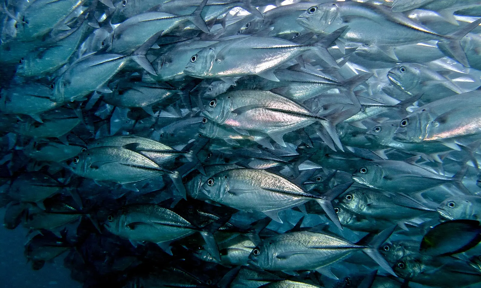A swirling silver tornado of schooling fish at Sipadan