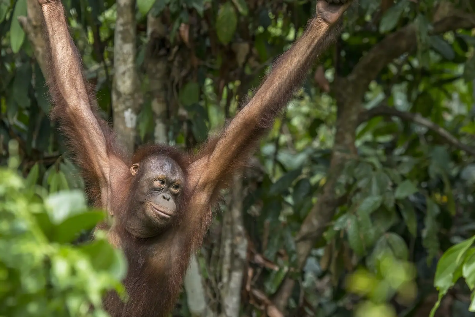 A wild Bornean orangutan in the canopy at Sepilok, Sabah