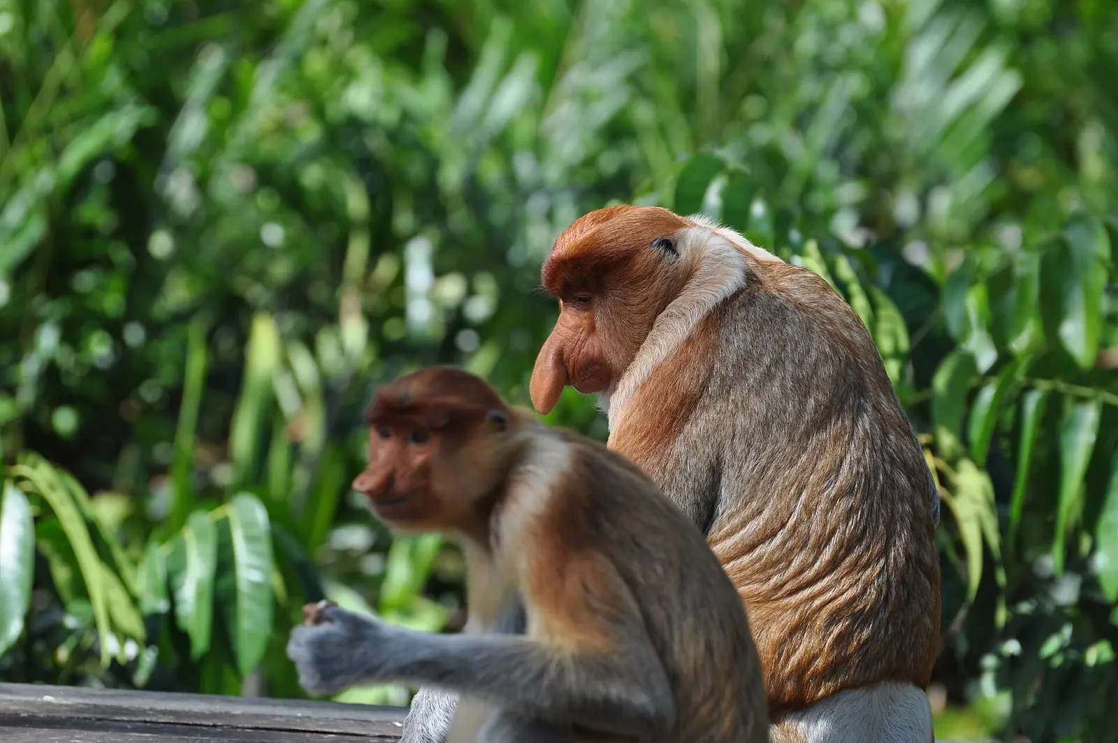 Proboscis monkeys, endemic to Borneo