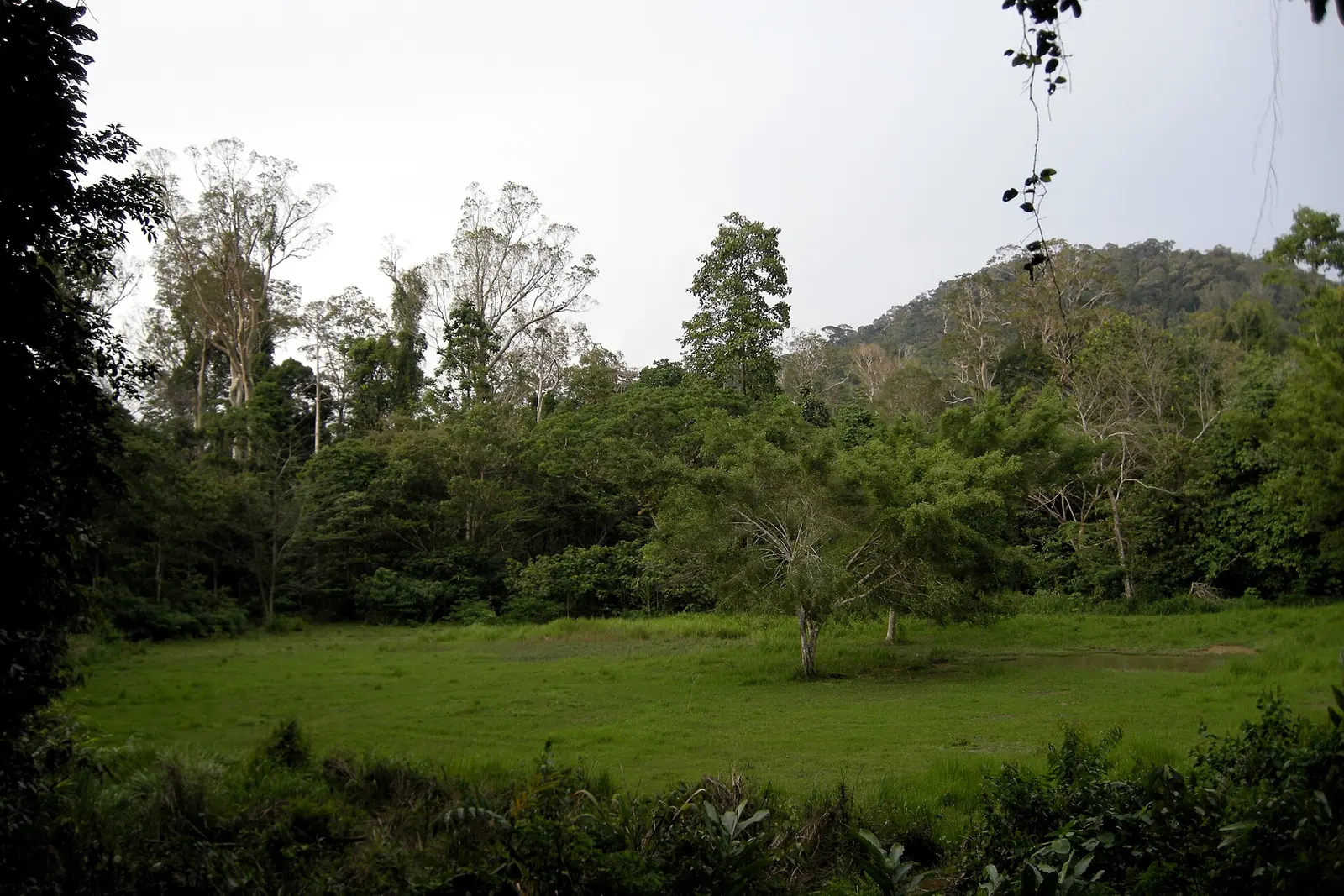 The dense canopy of Taman Negara, a 130-million-year-old rainforest
